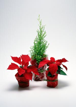 ダイニングを彩るテーブルランプ